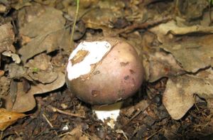 Holubinka namodralá - Russula cyanoxantha