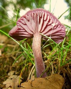 Lakovka ametystová - Laccaria amethystina Cooke 1884
