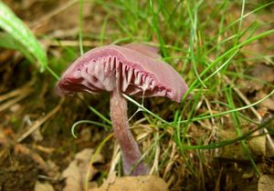 Lakovka ametystová - Laccaria amethystina Cooke 1884