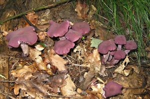 Lakovka ametystová - Laccaria amethystina