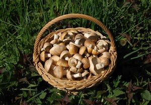 Klikni pro velký obrázek