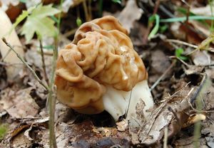 Ucháč obrovský - Gyromitra gigas