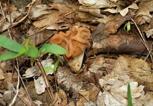 Ucháč obrovský - Gyromitra gigas