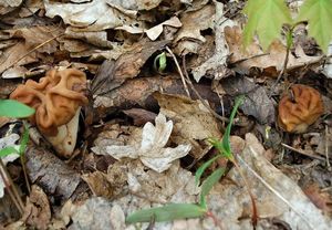 Ucháč obrovský - Gyromitra gigas