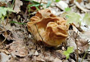 Ucháč obrovský - Gyromitra gigas