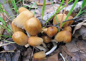 Hnojník třpytivý - Coprinus micaceus