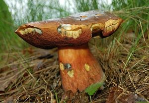 Klikni pro velký obrázek