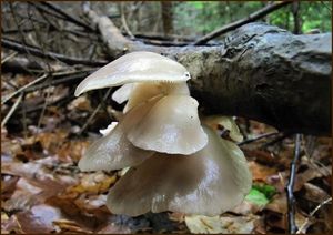 Hlíva plicní - Pleurotus pulmonarius