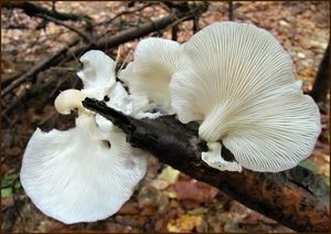 Hlíva plicní - Pleurotus pulmonarius