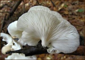 Hlíva plicní - Pleurotus pulmonarius