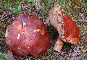 Klikni pro velký obrázek