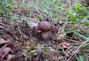 Klikni pro velký obrázek