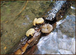 Vodnička potoční - Cudoniella clavus