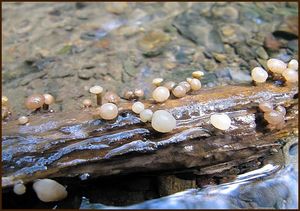 Vodnička potoční - Cudoniella clavus