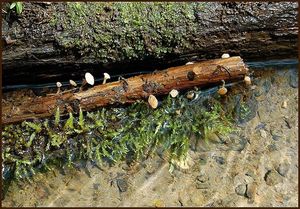 Vodnička potoční - Cudoniella clavus