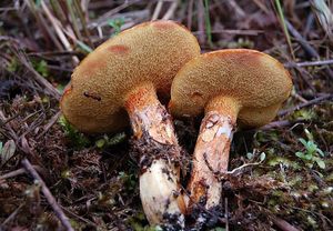 Klouzek sličný - Suillus grevillei (Klotzsch) Singer 1945