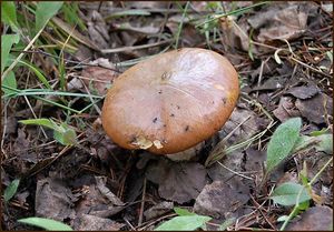 Klouzek obecný - Suillus luteus (L.) Roussel 1796