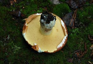 Klouzek obecný - Suillus luteus (L.) Roussel 1796