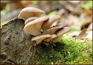 Hlíva ústřičná - Pleurotus ostreatus