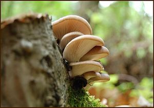 Hlíva ústřičná - Pleurotus ostreatus