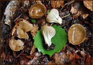 Klikni pro velký obrázek