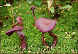 Lakovka ametystová - Laccaria amethystina Cooke 1884