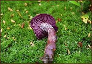 Lakovka ametystová - Laccaria amethystina Cooke 1884