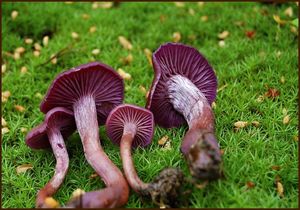 Lakovka ametystová - Laccaria amethystina Cooke 1884