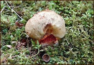 Klikni pro velký obrázek