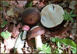 Klikni pro velký obrázek