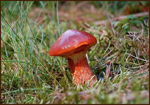 Klouzek sličný - Suillus grevillei (Klotzsch) Singer 1945