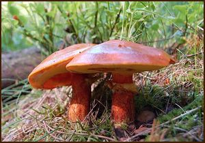 Klouzek sličný - Suillus grevillei (Klotzsch) Singer 1945