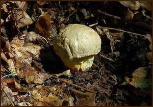 Klikni pro velký obrázek