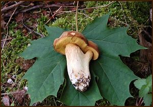 Klikni pro velký obrázek