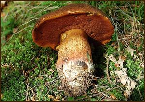 Klikni pro velký obrázek