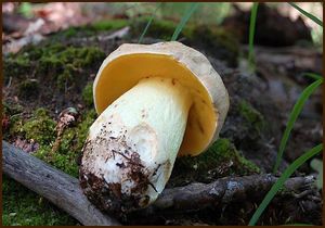 Klikni pro velký obrázek