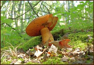 Klikni pro velký obrázek