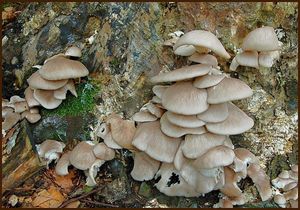 Hlíva ústřičná - Pleurotus ostreatus (Jacq.) P. Kumm. 1871