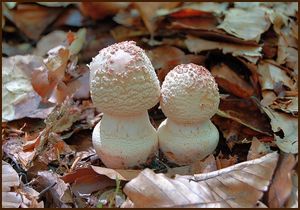 Muchomůrka růžovka - Amanita rubescens Pers. 1797