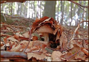 Muchomůrka růžovka - Amanita rubescens Pers. 1797