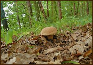 Klikni pro velký obrázek