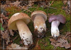 Klikni pro velký obrázek