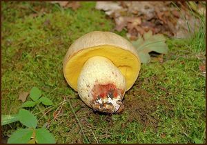 Hřib plavý - Boletus impolitus Fr. 1838