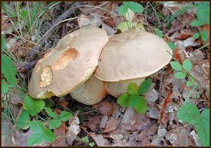 Hřib plavý - Boletus impolitus Fr. 1838