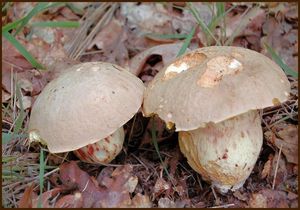 Hřib plavý - Boletus impolitus Fr. 1838
