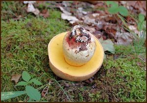 Hřib plavý - Boletus impolitus Fr. 1838