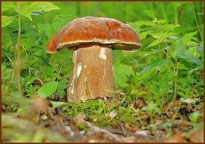 Hřib dubový - Boletus reticulatus Schaeff. 1774