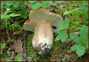 Hřib dubový - Boletus reticulatus Schaeff. 1774
