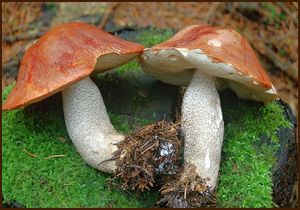 Křemenáč smrkový - Boletus piceinus (Pilát & Dermek) Hlaváček 1990