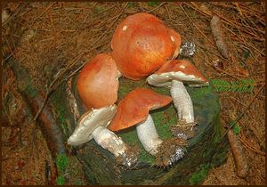 Křemenáč smrkový - Boletus piceinus (Pilát & Dermek) Hlaváček 1990